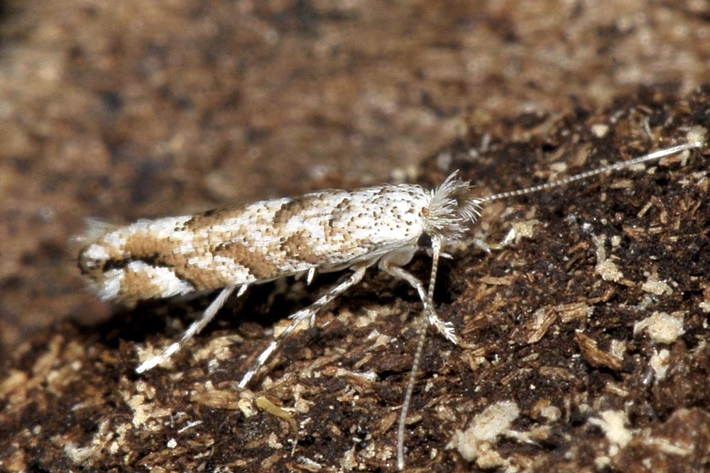 Farfallina sotto corteccia:  Gracillariidae: Phyllonorycter comparella